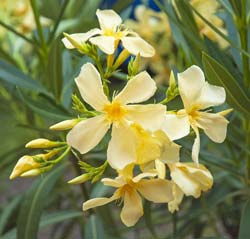 Laurier rose - Fleurs jaunes / Nerium oleander lutea